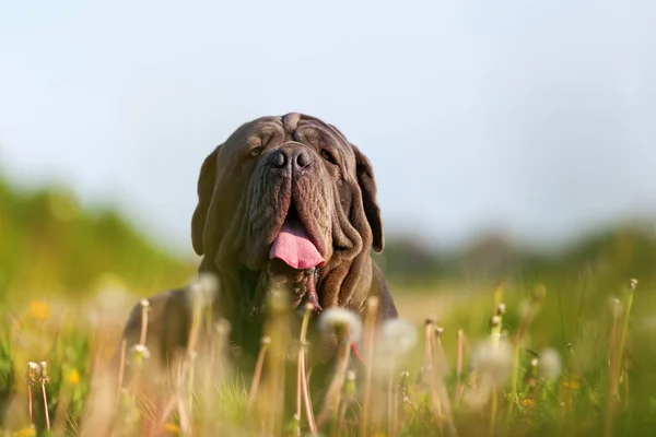 Napolitansk Mastiff på en äng — Stockfoto