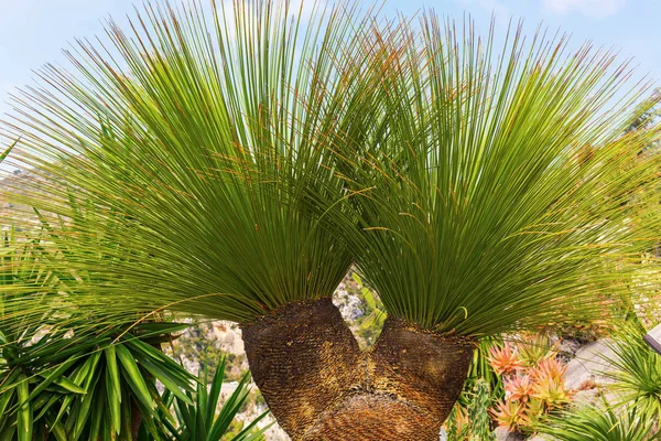 Exotique plant in the exotique garden in Eze, South France — Stock Photo, Image
