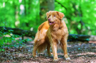 Nova Scotia Duck Tolling Retriever ormanda