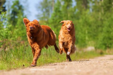 Nova Scotia Duck Tolling Retriever bir orman yolu üzerinde