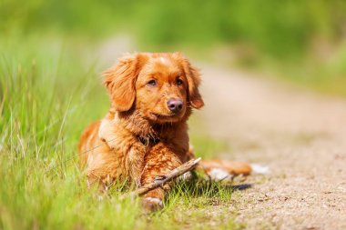 Nova Scotia Duck Tolling Retriever bir orman yolu üzerinde