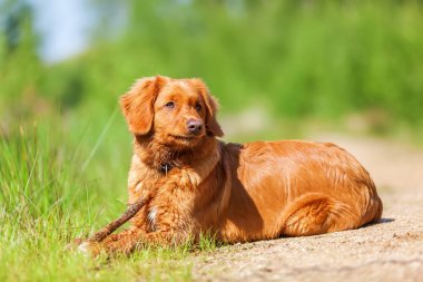 Nova Scotia Duck Tolling Retriever bir orman yolu üzerinde