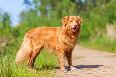 bir Nova Scotia Duck Tolling Retriever portresi