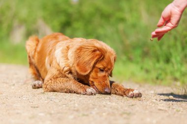 Nova Scotia Duck Tolling Retriever bir yolda yatıyor