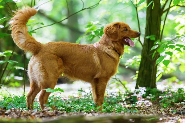 Nova Scotia Duck Tolling Retriever in the forest — Stock Photo, Image