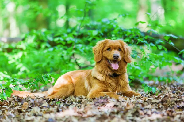 Nova Scotia Duck Tolling Retriever in the forest — Stock Photo, Image