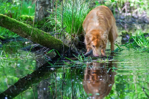 Nova Scotia Duck poboru opłat w kałuży — Zdjęcie stockowe