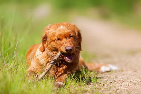 Nova Scotia Duck Tolling Retriever on a forest path — Stock Photo, Image