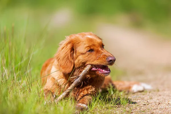 Nova Scotia Duck Retriever autópályadíj az erdei úton a — Stock Fotó