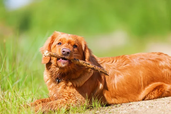 Nova Scotia Duck Retriever autópályadíj az erdei úton a — Stock Fotó