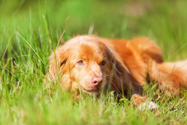 Portrait of a Nova Scotia Duck Tolling Retriever — Stock Photo, Image