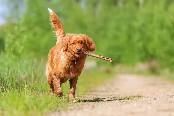 Nova Scotia Duck διοδίων Retriever σε ένα δασικό μονοπάτι — Φωτογραφία Αρχείου