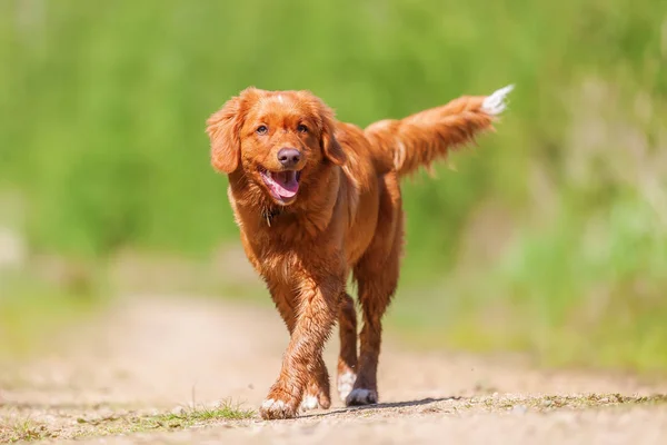 Nova Scotia Duck Tolling Retriever on a forest path — Stock Photo, Image