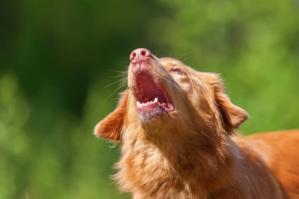 portrait of a Nova Scotia Duck Tolling Retriever