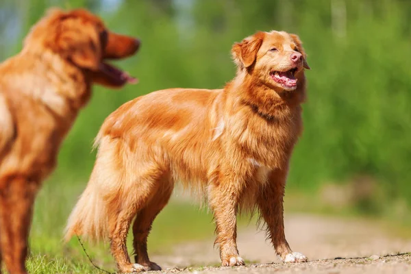 Nova Scotia Duck Retriever autópályadíj az erdei úton a — Stock Fotó