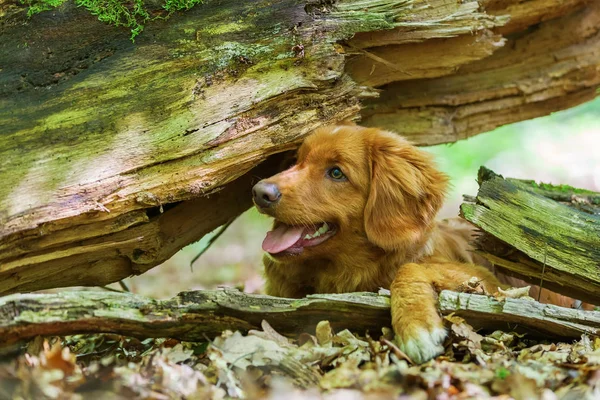 Nova Scotia Duck Tolling Retriever ormanda — Stok fotoğraf