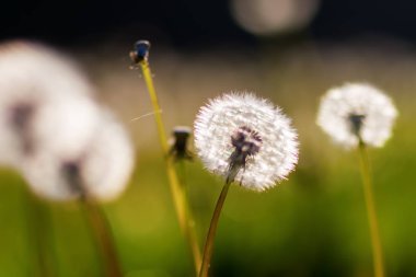 akşam güneşi bir çayır blowballs