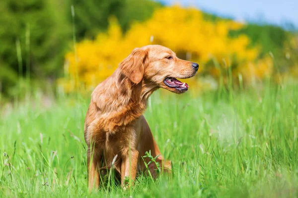 Portrait of a golden retriever in a meadow — Stock Photo, Image