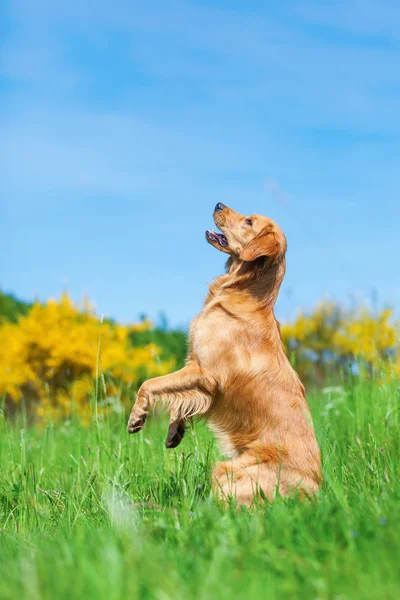 Golden retriever stands up in the meadow — Stock Photo, Image