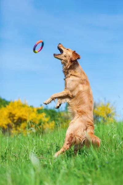 Golden retriever jumps for a toy — Stock Photo, Image