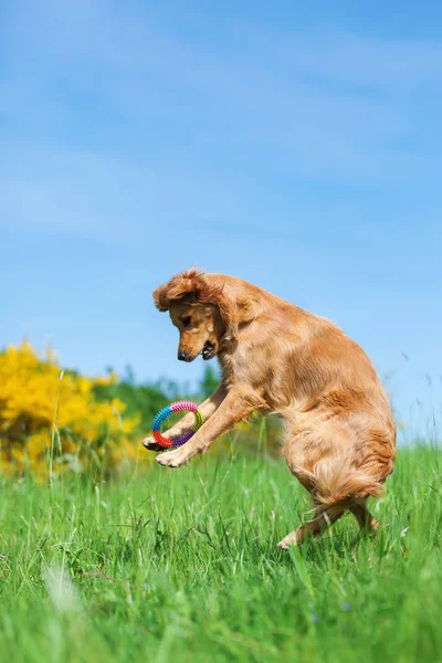 Golden retriever springt voor een stuk speelgoed — Stockfoto