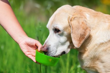 el bir köpek su içmek için verir.