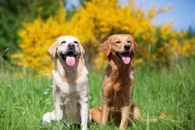 bir altın ve labrador retriever portre