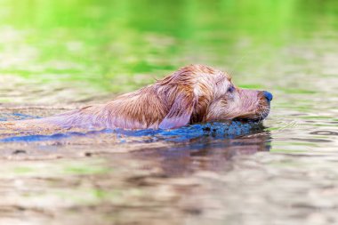 bir nehir tedavi çantalı altın geri almak
