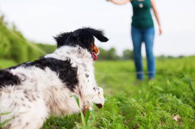 kadın köpeğini bir flört aracı ile çalış