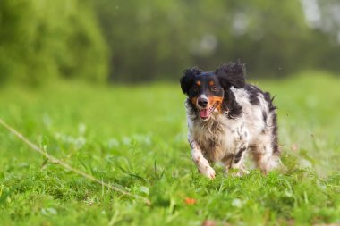 Brittany köpek bir flört aracıyla çalış