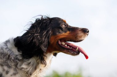 Brittany köpek yan portresi