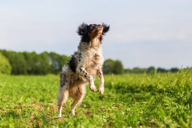 bir sahada Brittany köpek sıçramak