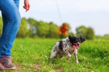 kadın köpeğini bir flört aracı ile çalış