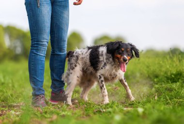 Brittany köpekle kadın çalış