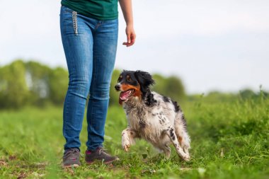 Brittany köpekle kadın çalış