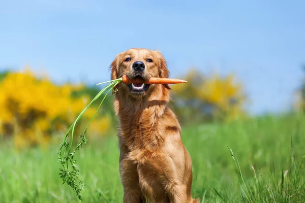 Giovane golden retriever con una carota — Foto Stock