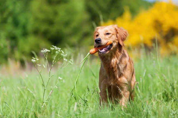 Młody pies z marchewki — Zdjęcie stockowe