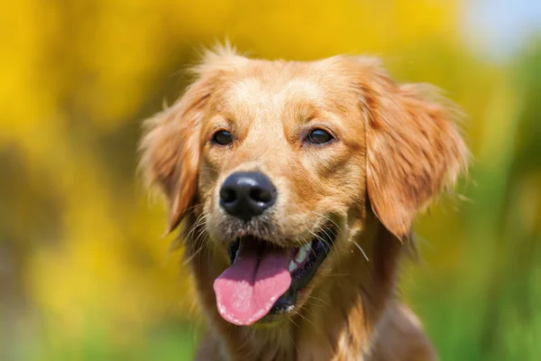 Head portrait of a young golden retriever — Stock Photo, Image