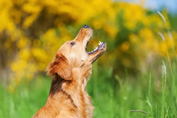 Golden retriever snatches para algo — Fotografia de Stock