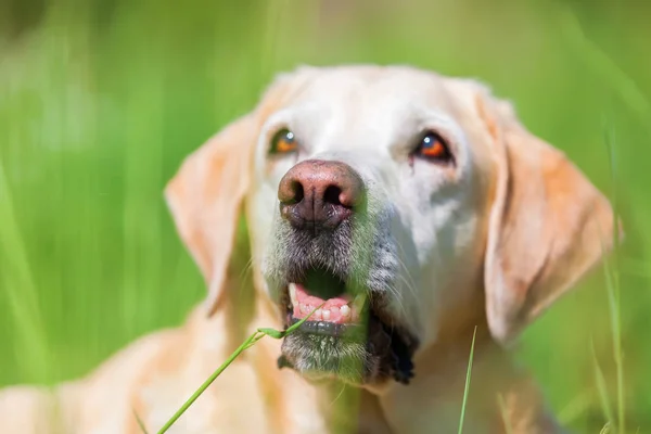 Portret van een Labrador die worden opgezocht — Stockfoto