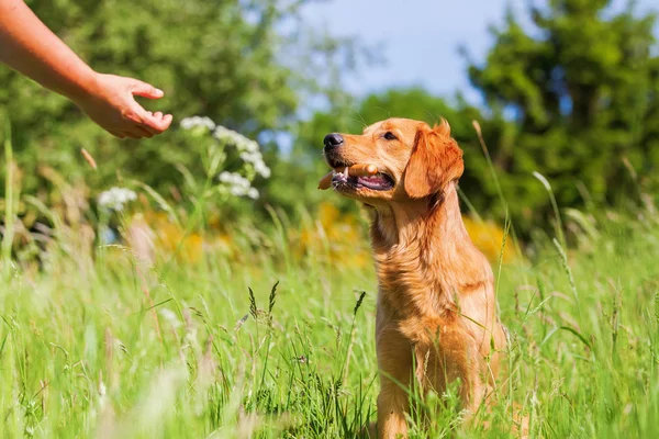 Golden Retriever mit Wurst in der Schnauze — Stockfoto