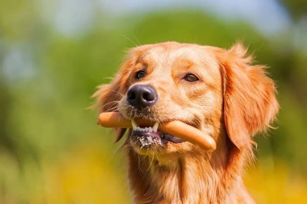 Golden retriever with a sausage in the snout — Stock Photo, Image