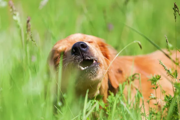 Golden retriever joue dans l'herbe — Photo