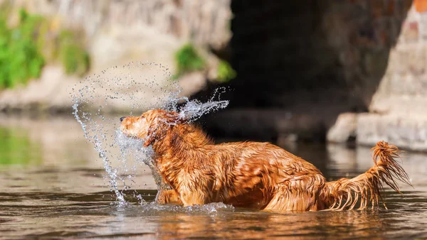 Golden retriever w rzece — Zdjęcie stockowe