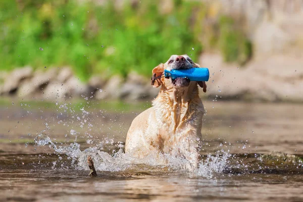 Viejo Labrador con bolsa de golosinas en el río — Foto de Stock