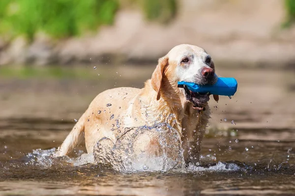 Starsze Labrador z leczeniu torba w rzece — Zdjęcie stockowe