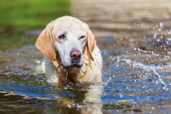 Labrador squints his eyes for splashing water