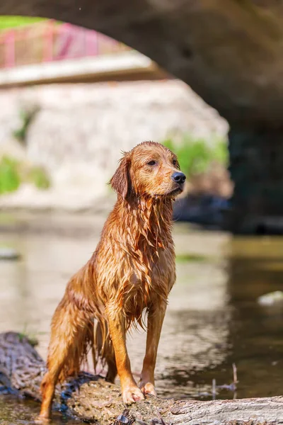 Retrato de um golden retriever em um rio — Fotografia de Stock