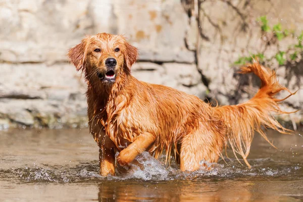 young golden retriever walking in a river