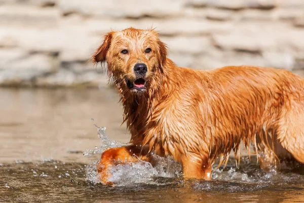 Młody pies spacery w rzece — Zdjęcie stockowe